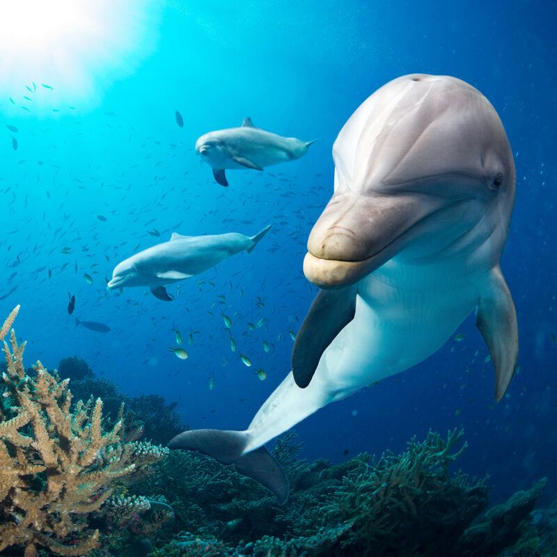 A delfinszonár (még mindig) sokkal jobb, mint a mesterséges